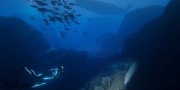 Beyond Blue 1 e1529139928870