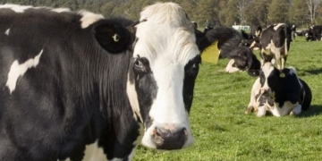 imagev108934732748feec3b89db53b8cd7d853 sb5lh19yzli94ua85r2 fct1280x718 ct677x380