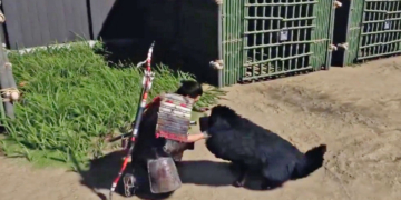 ghost of tsushima dog