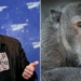 Elon And Monkey