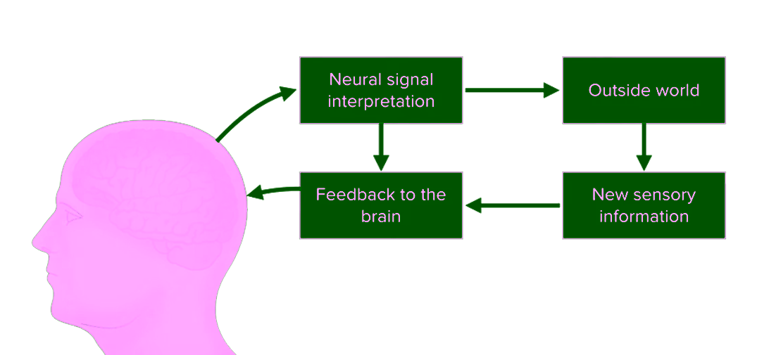 signail brain