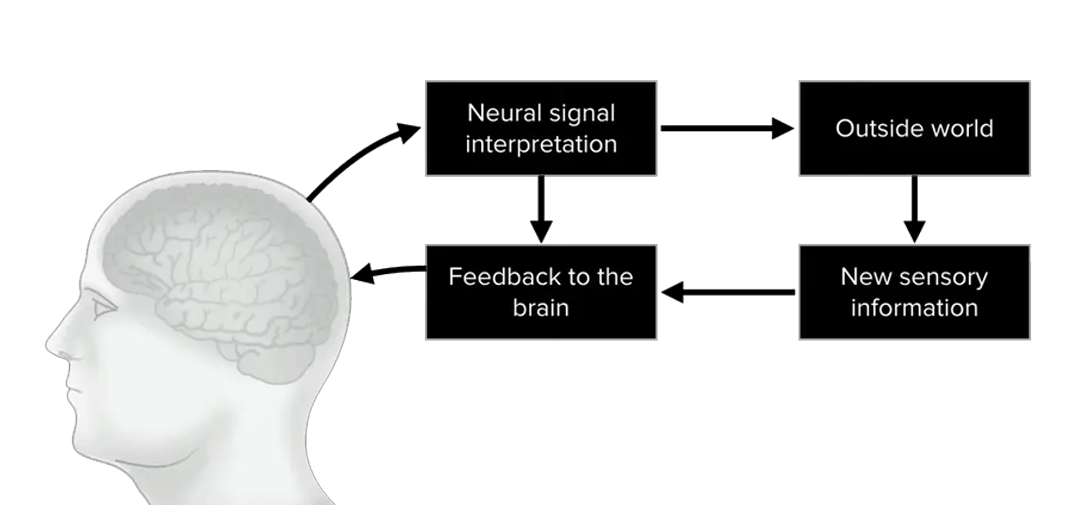 signail brain