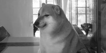 Meme Cheems tutup usia