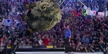 Owlbear From The Top Rope Baldur's Gate 3 Featured