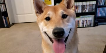 Seekor Anjing Shiba Inu Akan Speedrun Zelda 2 di AGDQ 2024