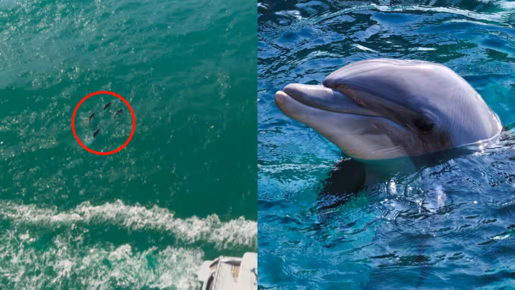 Bottlenose Dolphin