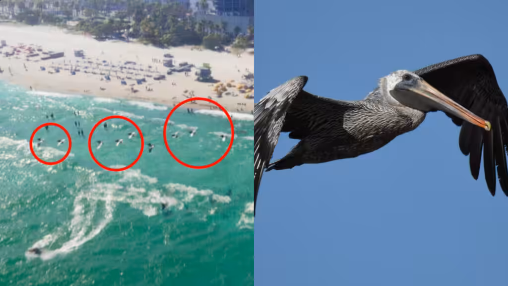 Brown Pelican