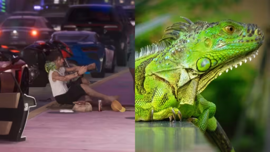 Green Iguana