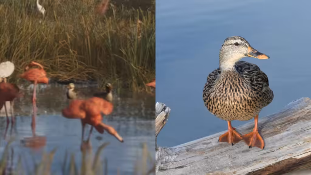 Mottled Duck