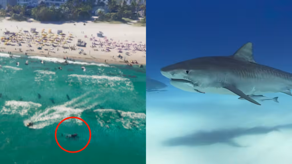 Tiger Shark