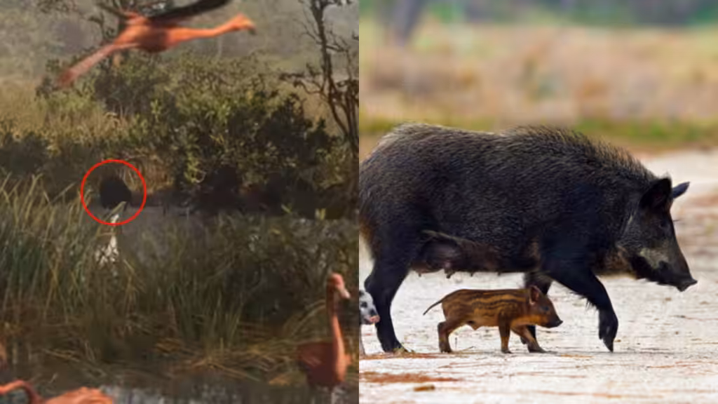 Wild Pig