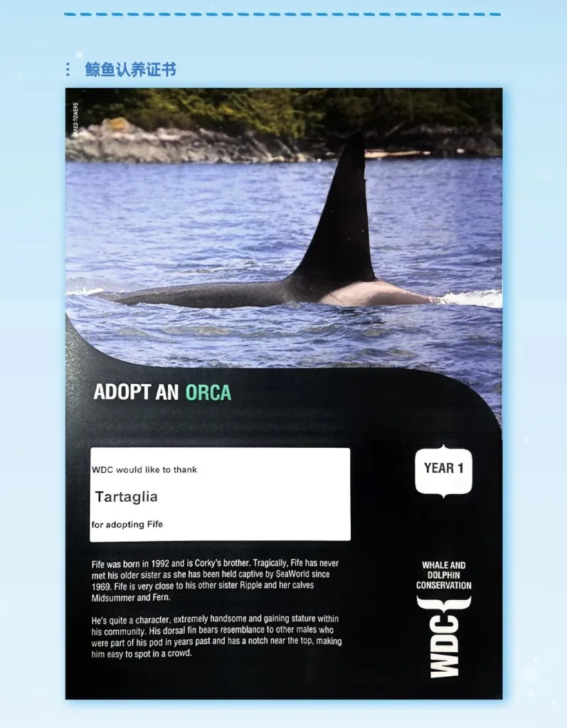 fans tartaglia mengadopsi paus orca