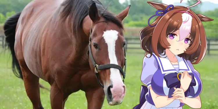 Fans Meisho Doto Umamusume