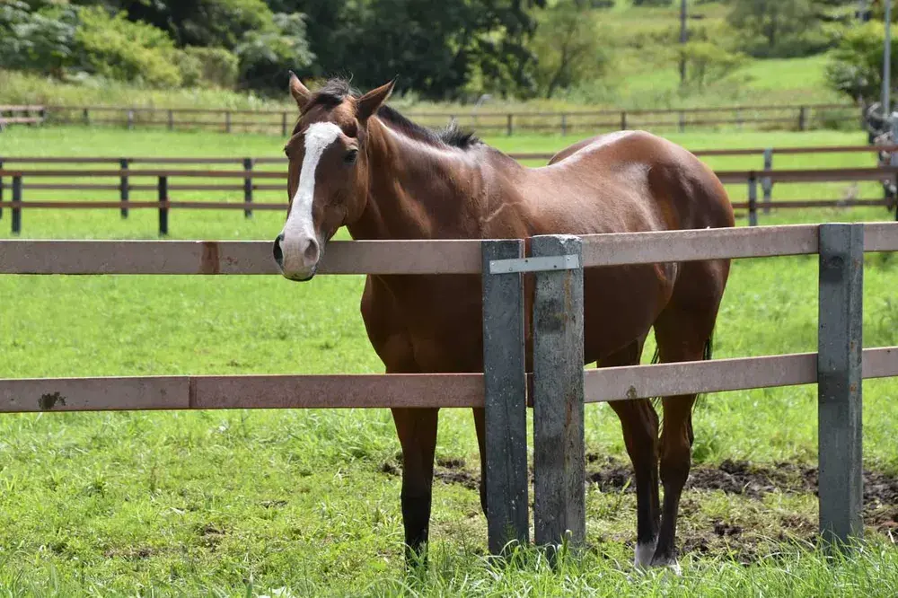 Fans Meisho Doto Umamusume Berhasil Kumpulkan Dana ¥94 Juta untuk Bangun Kembali Kandang Kuda Aslinya 2 Fans Meisho Doto