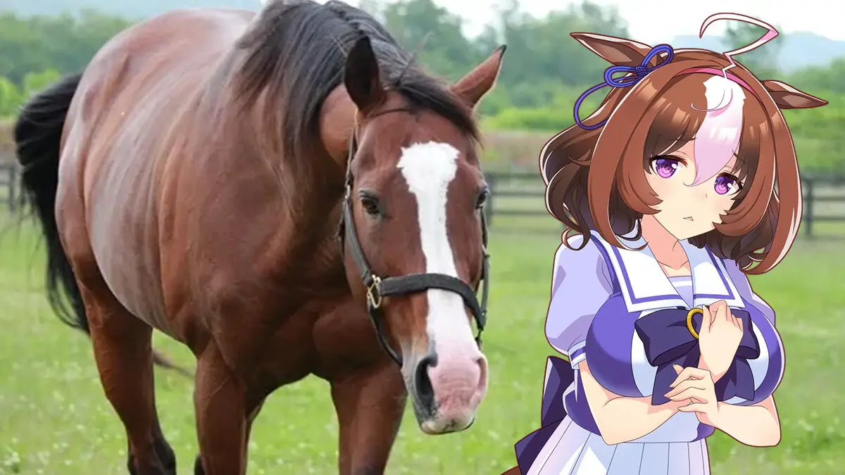 Fans Meisho Doto Umamusume Berhasil Kumpulkan Dana ¥94 Juta untuk Bangun Kembali Kandang Kuda Aslinya